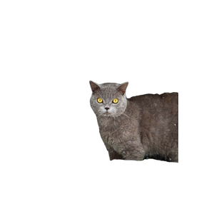 A British Shorthair Cat With Yellow Eyes Stands In Snow Near Evergreen Trees, Capturing A Serene Winter Moment. 14224 - Cat PNG image with transparent background